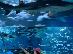 -海合安武汉极地海洋公园