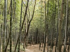 -上海佘山国家森林公园天马山园