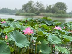-南海子公园
