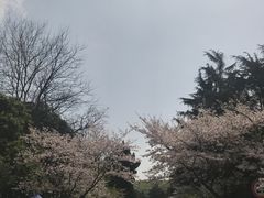 -武汉大学-樱园