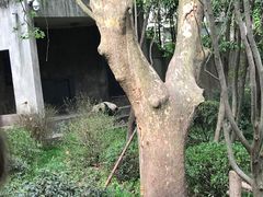 -成都动物园