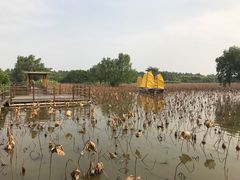 -大湾区中央湿地公园