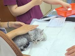 -美联众合动物医院·24h转诊中心