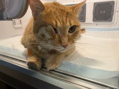 -爱派特动物医院·全科诊疗中心