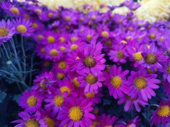 -武汉紫薇都市田园