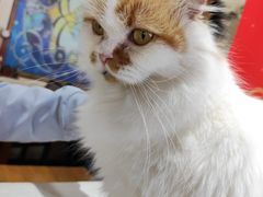 -猫小院猫主题餐厅(南锣旗舰店)