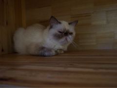 iphone_upload_pic-喵园·猫主题咖啡厅·撸猫·猫咖(国贸店)