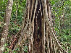 -中国科学院西双版纳热带植物园