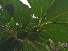 -中关村生命科学园