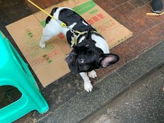 -黑竹香鸡(营和巷店)