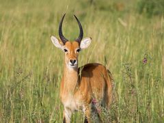 -新鞑烤羊腿(康平路店)