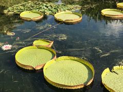 -荷塘月色湿地公园·向阳花洲