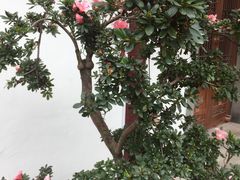 -龙潭水乡