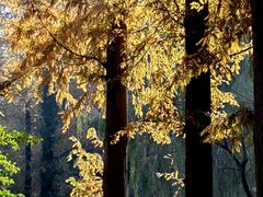 -黄海国家森林公园