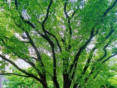 -徐家汇源景区-衡山公园