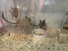 -酷以爬仙阁实体爬宠店·守宫·蜥蜴·专业繁育