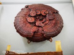 -北京中医药大学-中医药博物馆