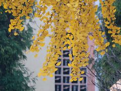 -四川大学(望江校区)