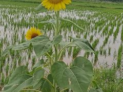 -嘉北郊野公园