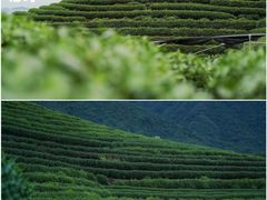 -龙坞茶村
