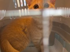 -宠福鑫康馨动物医院·骨科·眼科