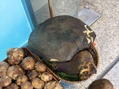 -草墩罗非鱼庄•野生菌•腊排骨(七星街上段店)