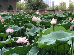 -汉水公园