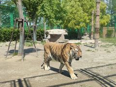 -上海野生动物园老虎餐厅