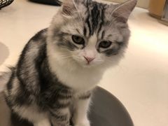 -飞行喵MR PILOT|猫舍·猫咖(静安大融城店)