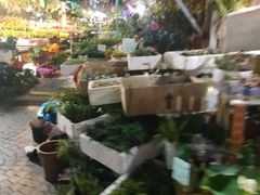 -曲阳花鸟市场(曲阳路店)