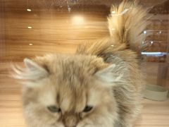-猫十亿·布偶金渐层·曼基康矮脚猫舍(青年路店)