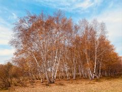 -御道口草原森林风景区