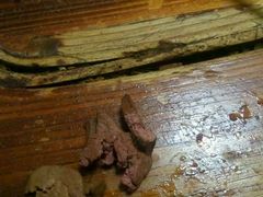 -东北大菜馆(延长路店)