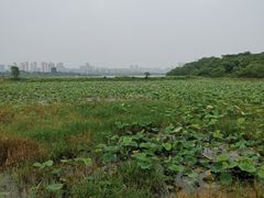 -盘龙城国家考古遗址公园