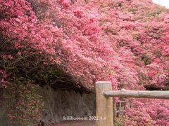 -木兰云雾山
