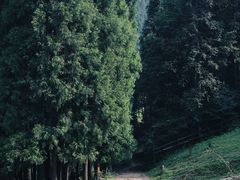 -武陵山森林公园