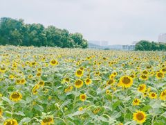 -光明小镇欢乐田园