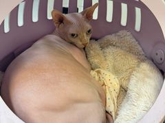 -爱妮康宠物医院·干细胞免疫细胞·肿瘤·心脏(张江店)