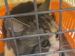 -安安宠医宠物医院·异宠·犬猫内科(岳阳分院)