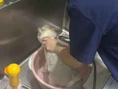 -福懋动物医院·犬猫全科·外科·重症科(杏林分院)