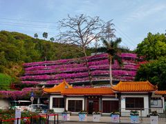 -深圳仙湖植物园
