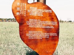 -盐城丹顶鹤湿地生态旅游区