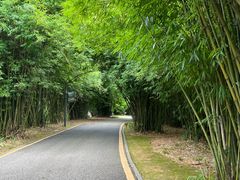 -花溪公园