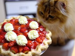 -派悦坊·甜品·蛋糕(日坛店)