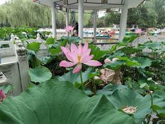 -丰台花园