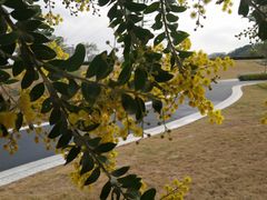 -王借岗森林公园