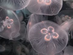 -重庆欢乐海底世界