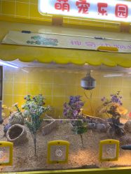 -神奇动物撸宠馆·羊驼·小浣熊·异宠(豫园店)