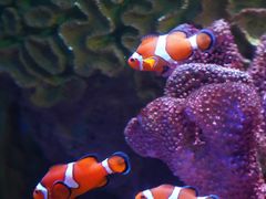 -暹罗海洋世界