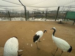 -盐城丹顶鹤湿地生态旅游区